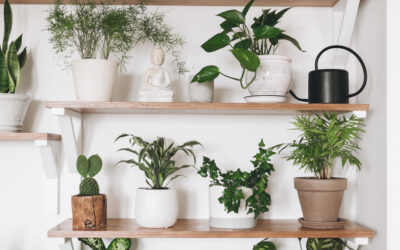 How Can Indoor Plants Improve Your Home’s Air Quality?