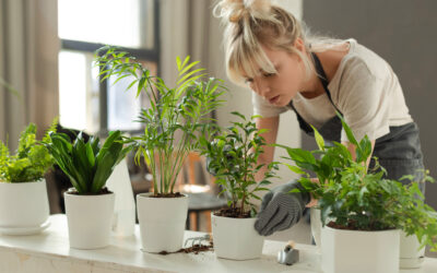 How to Choose the Right Indoor Plants for Your Home’s Specific Light Conditions?